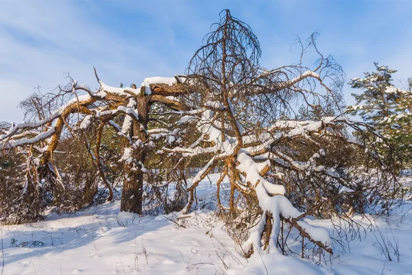 Vinter insnöade tallskog — Stockfoto