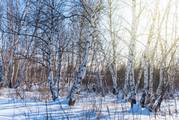 Invierno abedul bosque escena — Foto de Stock