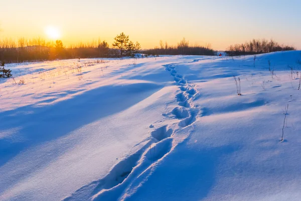 Pôr do sol sobre um campo de inverno — Fotografia de Stock