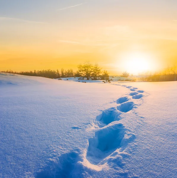 Inverno nevado planície ao pôr-do-sol — Fotografia de Stock