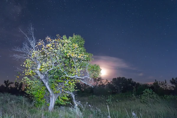Lua paisagem noturna acima de uma árvore sozinha — Fotografia de Stock