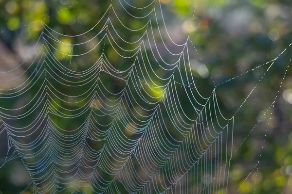 Spider web in a water drops at the early morning — Stock Photo, Image