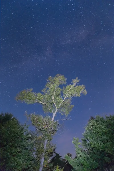Gece sahne ağacın altında bir Samanyolu — Stok fotoğraf