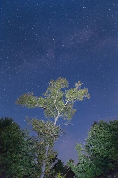 Albero scena notturna sotto una via lattea — Foto Stock