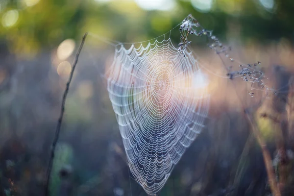 Spider web in a water drops at the early morning — Stock Photo, Image