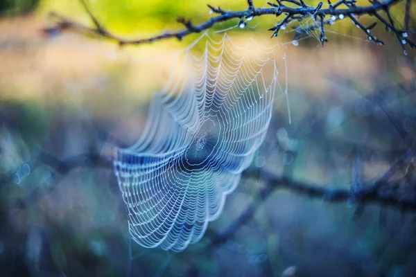 Spinnennetz in einem Wassertropfen am frühen Morgen — Stockfoto