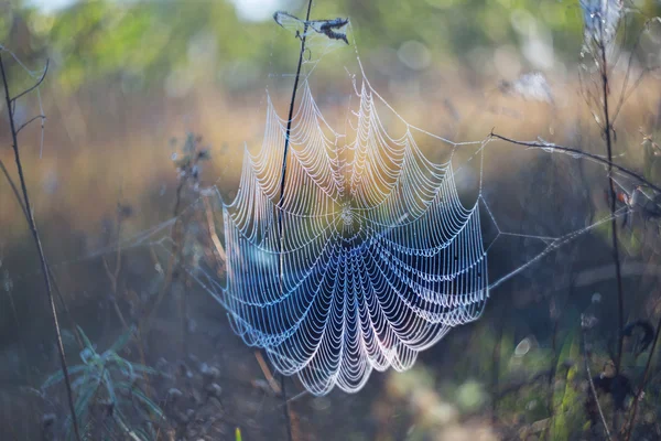 蜘蛛网在水中的滴在清晨 — 图库照片