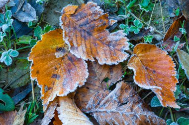 yakın plan kırmızı donmuş yapraklar yeşil çimlerde, sonbahar açık hava doğal arka plan