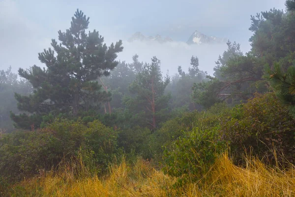 Çam Ağacı Ormanı Bir Dağın Yamacında Sisli — Stok fotoğraf