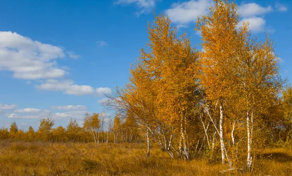 Betulla Foresta Radura Luminoso Autunno Giorno Scena — Foto Stock