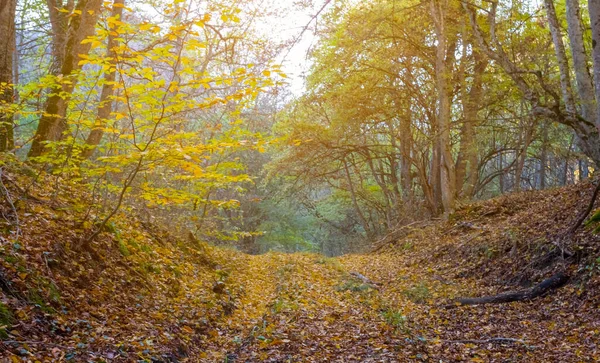 Sonbahar Ormanlarında Toprak Yolu Kuru Yapraklarla Kaplıdır — Stok fotoğraf