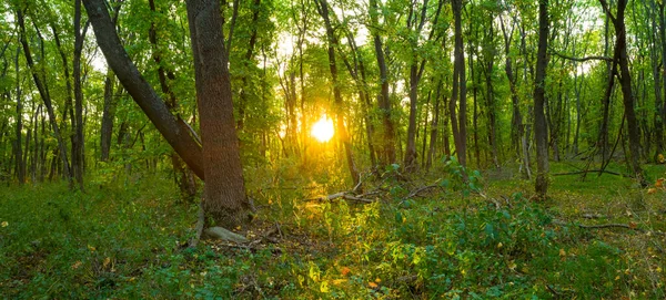 Широкий Зелений Ліс Заході Сонця Вечірній Вечір Сільській Місцевості — стокове фото