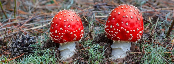 Par Close Cogumelo Flyagaric Uma Floresta — Fotografia de Stock