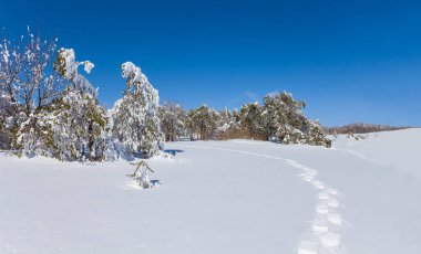 Geniş kış çam ormanı karla kaplanır, kış doğal arka plan