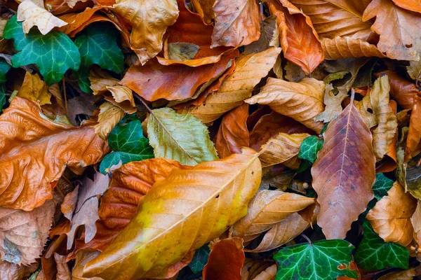 Primer Plano Rojo Seco Hojas Otoño Fondo Textura Otoño — Foto de Stock