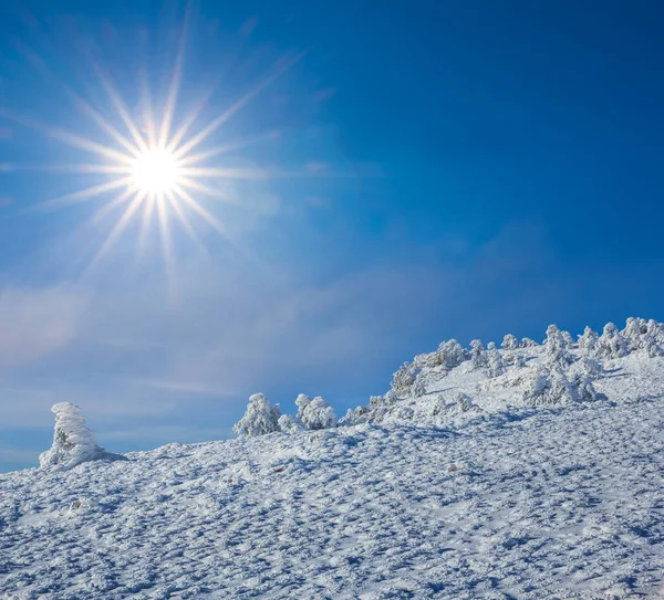 輝く太陽の下の雪の中の冬の松林冬の自然背景 — ストック写真