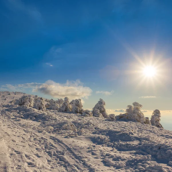 Kış Çam Ormanı Pırıl Pırıl Güneşin Altında Kış Doğal Arka — Stok fotoğraf