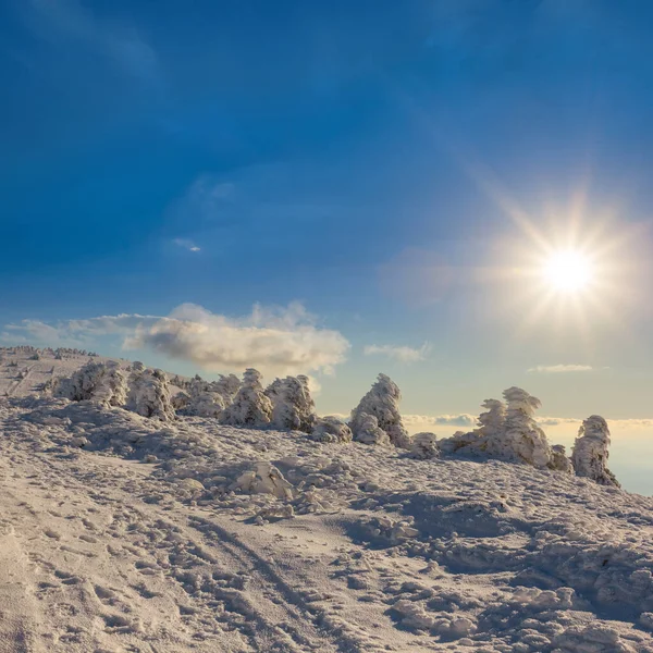 Forêt Pins Hiver Dans Une Neige Sous Soleil Étincelant Fond — Photo