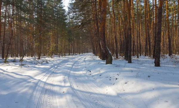Zimowy Las Sosnowy Śniegu Naturalne Tło — Zdjęcie stockowe