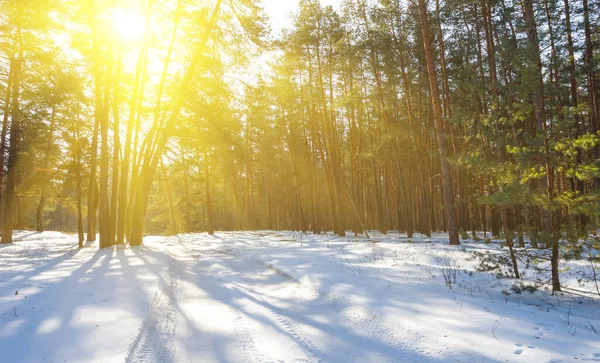 Winter Verschneiten Wald Licht Der Sonne — Stockfoto