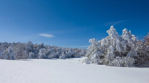 Wide Winter Pine Forest Glade Snow Winter Natural Background — Stock Photo, Image