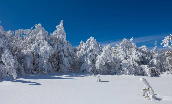 Ευρύ Χειμώνα Πευκοδάσος Ξέφωτο Χιόνι Χειμώνα Φυσικό Υπόβαθρο — Φωτογραφία Αρχείου