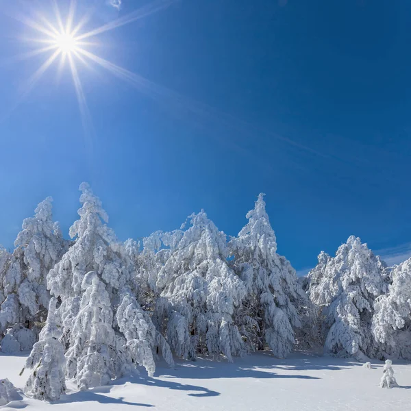 Bosque Pinos Invierno Una Nieve Bajo Sol Brillante Fondo Natural —  Fotos de Stock