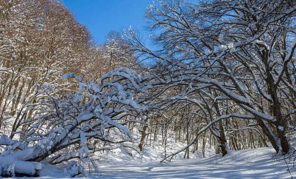 Pădure Într Zăpadă Ziua Luminoasă Scena Iarnă Aer Liber — Fotografie, imagine de stoc