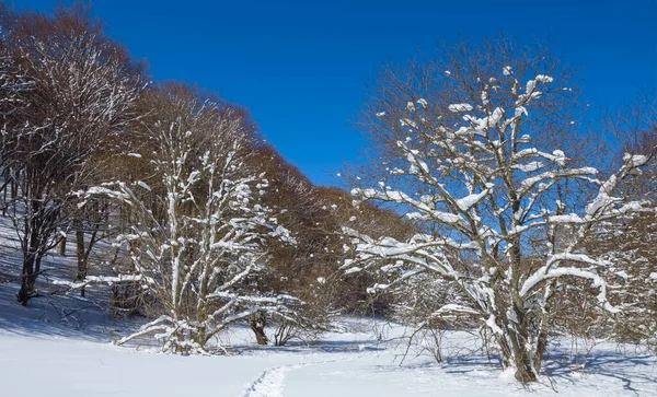 Foresta Una Neve Nel Giorno Luminoso Scena All Aperto Invernale — Foto Stock