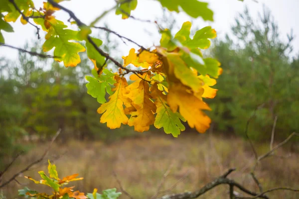 Nahaufnahme Rote Trockene Eiche Zweig Einem Wald Herbst Hintergrund — Stockfoto