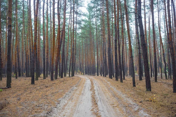 Estrada Terrestre Através Uma Floresta Pinheiros — Fotografia de Stock