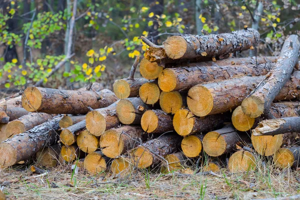 Heap Pine Tree Log Forest Outdoor Industry Scene — Stock Photo, Image