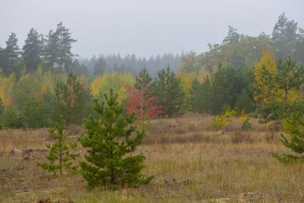 Bosque Otoño Tranquilo Una Niebla —  Fotos de Stock