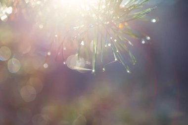 Sabahın erken saatlerinde bir su damlasının içinde, nemli doğal arka planda yakın çam ağacı dalı.
