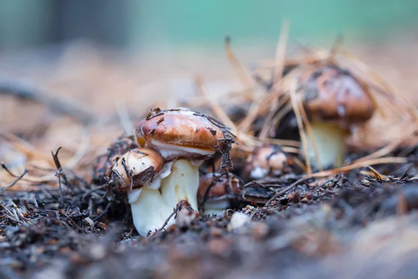 Nahaufnahme Suillus Pilz Einem Wald — Stockfoto