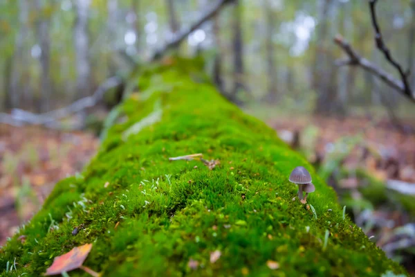 Primer Plano Árbol Registro Musgo Mentira Bosque — Foto de Stock