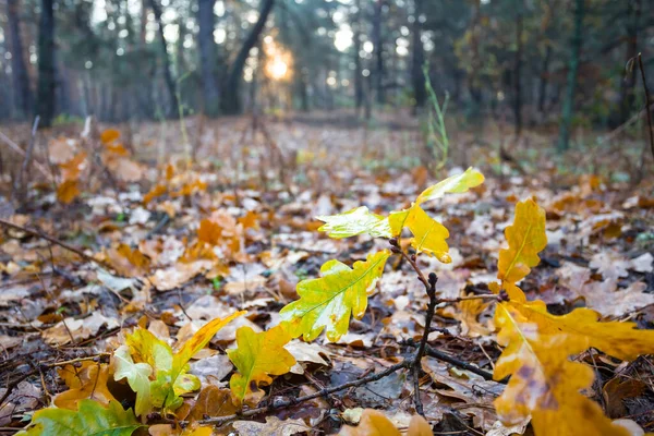 Nahaufnahme Rotes Trockenes Laub Wald Outdoor Szene Herbst — Stockfoto
