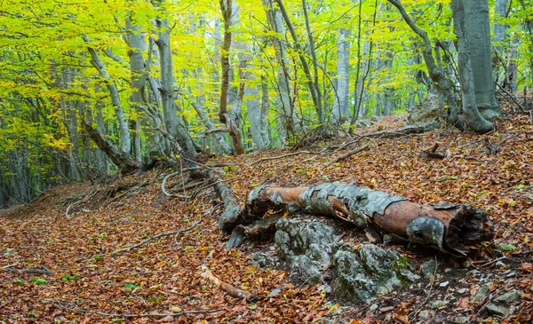 Vieux Arbre Sec Trouvent Dans Forêt Automne — Photo