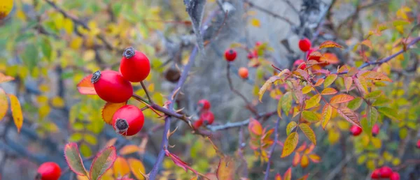 Closeup Dog Rose Bush Uma Névoa Fundo Livre Natural — Fotografia de Stock