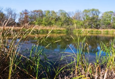 Ormanda küçük sessiz bir göl, doğal bir arka plan. 