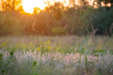 Orman, günbatımında çiçeklerle dolu, yaz mevsimi doğal arka plan