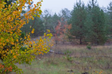 Ormanda kırmızı meşe dalı, sonbahar arka planında.