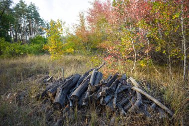 Gün batımında bir ormanın üzerinde ağaç kütüğü yığını.
