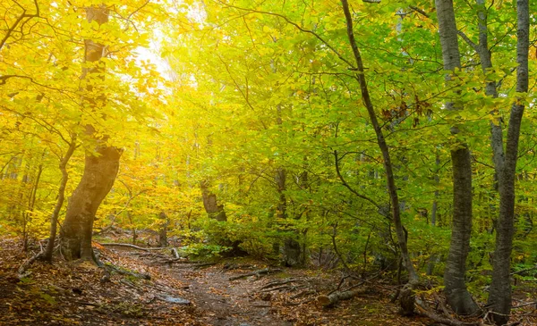 Красный Осенний Лес Лучах Солнца Красивый Осенний Открытый Фон — стоковое фото