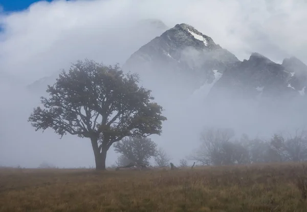 Μοναχικό Δέντρο Ομίχλη Φόντο Κορυφής Mount — Φωτογραφία Αρχείου