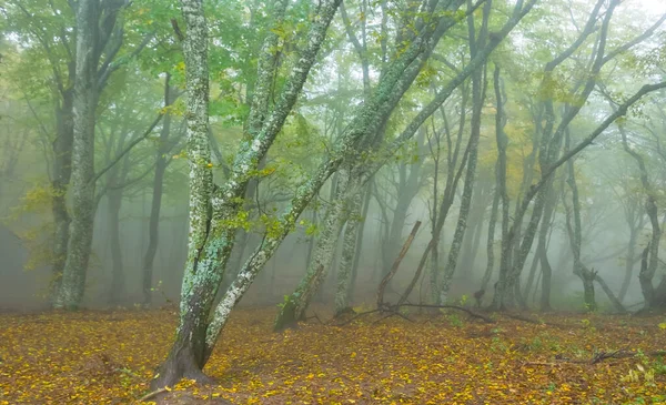 秋天山毛榉林在薄雾中 静谧的户外风景 — 图库照片