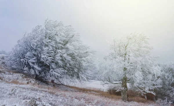 Backe Med Snöbunden Skog Dimma Vinter Utomhusscen — Stockfoto