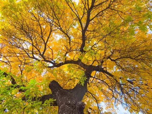 Vista Desde Abajo Hasta Árbol Rojo Otoño Alto — Foto de Stock