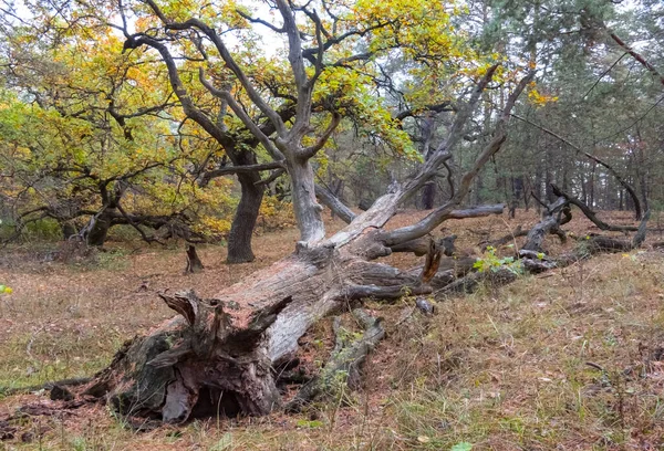 Oude Droge Boom Liggen Herfst Bos — Stockfoto