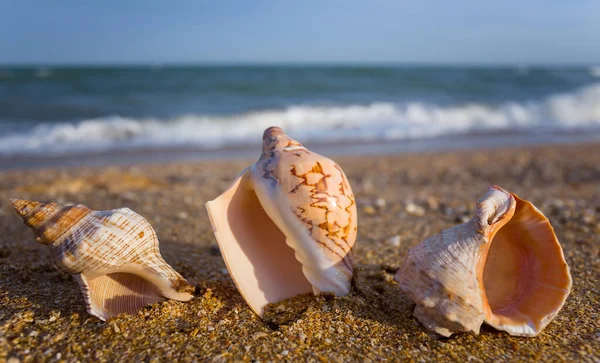 砂浜に3つの貝殻が横たわっています — ストック写真